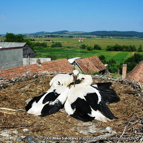 share you birds and birdwatching. shared sightings by birdwatchers in Germany.