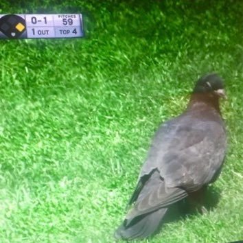 We are a few daring pigeons that have made their way onto the best field in baseball. Gained notoriety 8/31/16. #RallyPigeons #SFGiants