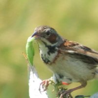 とりやみ (@kappa1st) 's Twitter Profile Photo