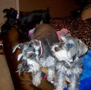 Bella, Becca & Mia, mini schnauzer sisters, understand the value of natural and organic pupcare and only wear designer pupfits!