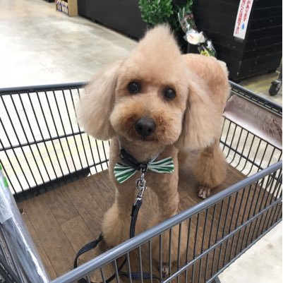 karukaru_p's profile picture. 気づけばおやじギャグを言ってしまうおばちゃん/日商PCプロフェッショナル取れました/就活きっかけでMOSマスター/VBAもはじめました/でも算数・数字は苦手/エレクトーン/ドリップコーヒー/たまにカラーセラピーもやったりします