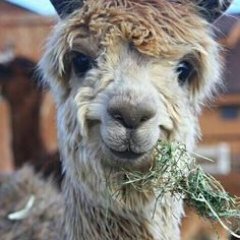 Alex_Proctor1's profile picture. 123123123123