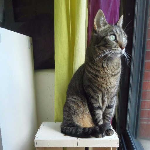 isabellacer's profile picture. Ecologista por egoísmo ya que sin un planeta sano no hay vida. Animalista por empatía.