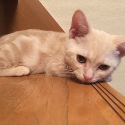 ぴー猫さんのプロフィール画像