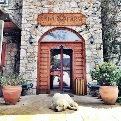 Datça'nın gönlü zengin toprağından Organik Zeytinyağı ve Doğal Bakım Ürünleri. Olive Farm Guesthouse