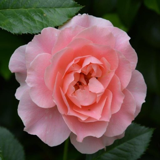 MorgenLaeuferin's profile picture. sometimes you win, sometimes you learn