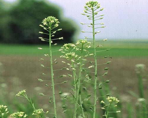 CamelinaCo's profile picture. Great Plains Oil & Exploration manufactures biofuel from camelina