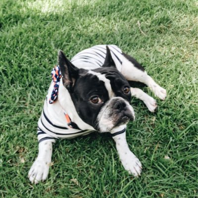 niknakpatyshwag's profile picture. 