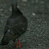 みゃあ (@upthelightone) 's Twitter Profile Photo