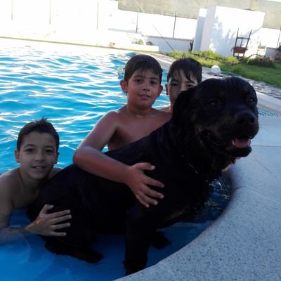 criador canino