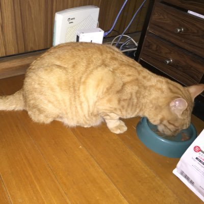 パイプねこさんのプロフィール画像