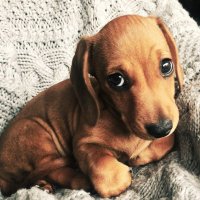 Bertie Thomas (@bertiedachshund) 's Twitter Profile