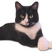 MedievalKitty (@medievalkitty) Twitter profile photo MedievalKitty (@medievalkitty) Twitter profile photo