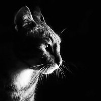 Pets Alert UK (@petsalertuk) 's Twitter Profile