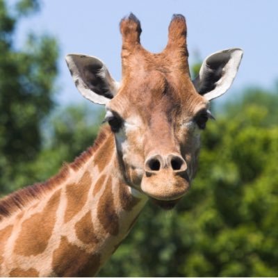 typical giraffe living in Africa, tough life out here, sometimes I ain't tall enough to get dem leaves, dem lions are scary too