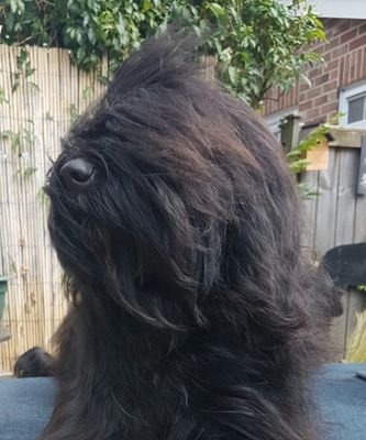 I'm a big black hairy Briard and I lifs wif me nefoo Lennud. Me mentor, Lulu, hafs gone OTRB to be wif her bestest friend Ross.