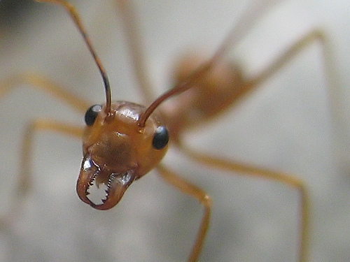 slowant's profile picture. Learn Internet Marketing, Internet Marketing Tools, Micro Niche Finder, Traffic Travis, Market Samuri, clickbank, build a website in 20 minutes