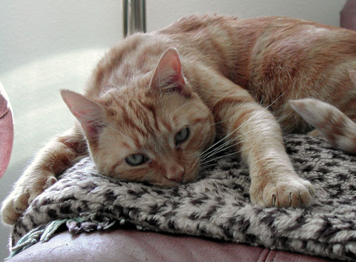 ginnyorangecat's profile picture. I'm a female orange tabby. Being a polydactyl is just one of the things that makes me special.