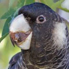 A cockatoo tweets their thoughts and feelings in the form of blessings and quotes. (Parody Account).  
I am an endangered Carnaby's Black Cockatoo.