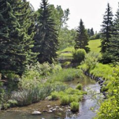 A natural tributary to Nose Creek. #stillhere