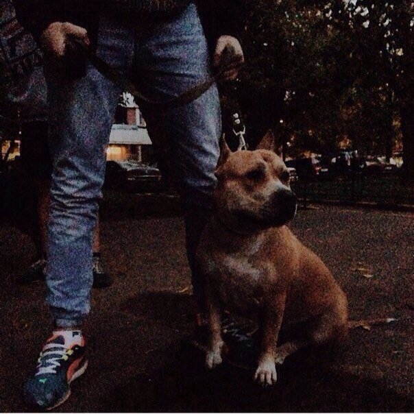 Komar4ikBurger's profile picture. хуйня