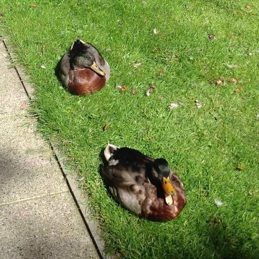 I am a duck and I live on campus at Lancaster University. #quack #LoveLancaster