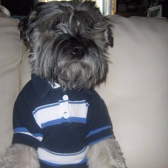 Yonquique's profile picture. mas tarde