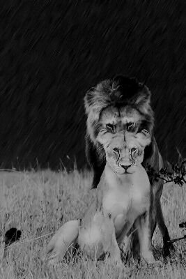 macboook's profile picture. 