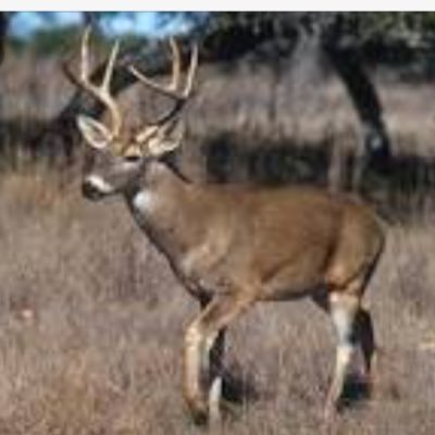 adammercer43's profile picture. YouTube UFC Hunting money