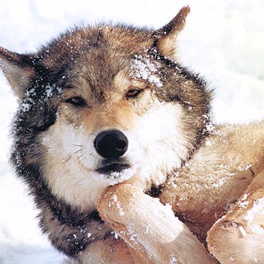 Wolff141's profile picture. 