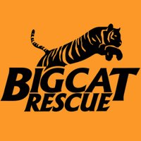 Big Cat Rescue(@BigCatRescue) 's Twitter Profile Photo