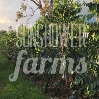Farming 100% Kona Coffee and Microgreens, Holualoa Event Venue and Homebrew store