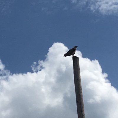 AnneSchoelz's profile picture. 