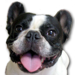 BUNTA_Frenchie's profile picture. I'm a 8-year-old male French Bulldog living in Kyoto, Japan.  My mom is studying TCM, acupressure & massage for dogs.  I love her massage!!