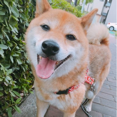 三毛猫年齢不詳のたま♀、柴犬 11歳のリン♀です！ 2歳のむぎ♀！日常風景をのせていきます。無言フォローしますすいません。