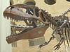 Learn More About Dinosaurs, See Pictures of Dinosaur Fossils, and Much More
