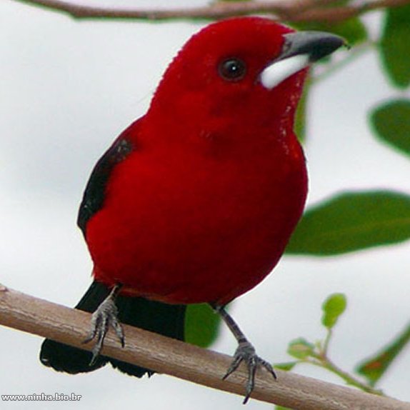 BetalabRogerio's profile picture. 