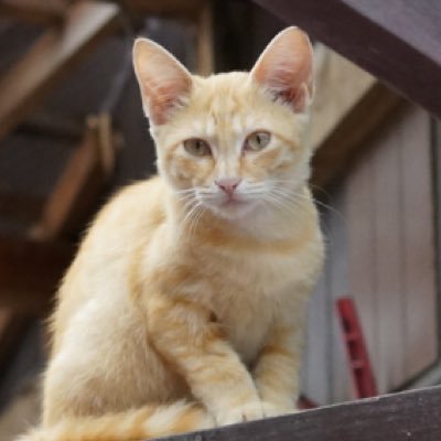 down_down_deep's profile picture. ざわわわ