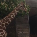 Sami Karim - @samithecake - Twitter