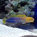 UK Aquatic Shops (@ukaquaticshops) Twitter profile photo UK Aquatic Shops (@ukaquaticshops) Twitter profile photo