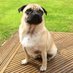 Arch The Pug (@arch_the_pug) Twitter profile photo Arch The Pug (@arch_the_pug) Twitter profile photo