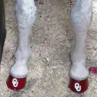 Annette Stuckey - @sooners4me Twitter Profile Photo