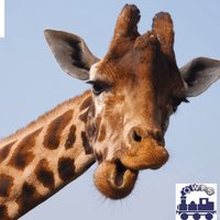 OWPSgiraffes (@owpsgiraffes) 's Twitter Profile