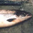 pmcfishy's profile image