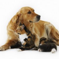 ペットショップハック (@petshophack) Twitter profile photo