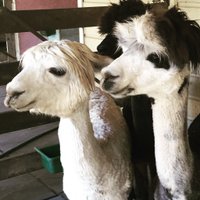 Two Alpacas(@RaisesQuestions) 's Twitter Profile Photo