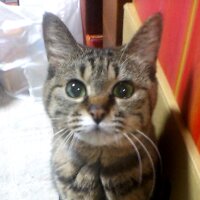 かねさだけいし/兼処敬士 (@keic24) 's Twitter Profile Photo