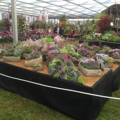 Rotherview Nursery is a family run nursery specialising in alpines, handmade troughs, ferns and camellias. We are open all year and look forward to helping you