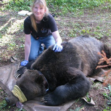 biologist researching grizzly and black bears in northwest Montana