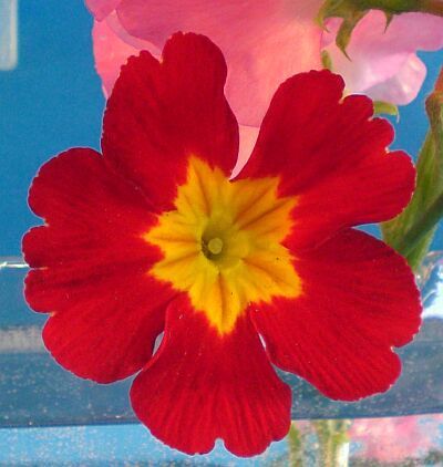 sekkadesu's profile picture. 池坊いけばな教授です。市川大野駅前で教室開いてます。いけばなのある暮らしを提案～生徒さん随時募集中です。ブログ↓には写真満載！　ぜひ見てね。体験は、ブログ内の雪華ホームからか、HP「問い合わせ」メールにてお気軽に申し込んでください。＜いけばなの世界＞へ。https://t.co/7vDKBb0RNV